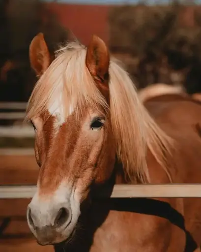 Italy, Sicily, Augustali Winery - Let’s Meet The Animals