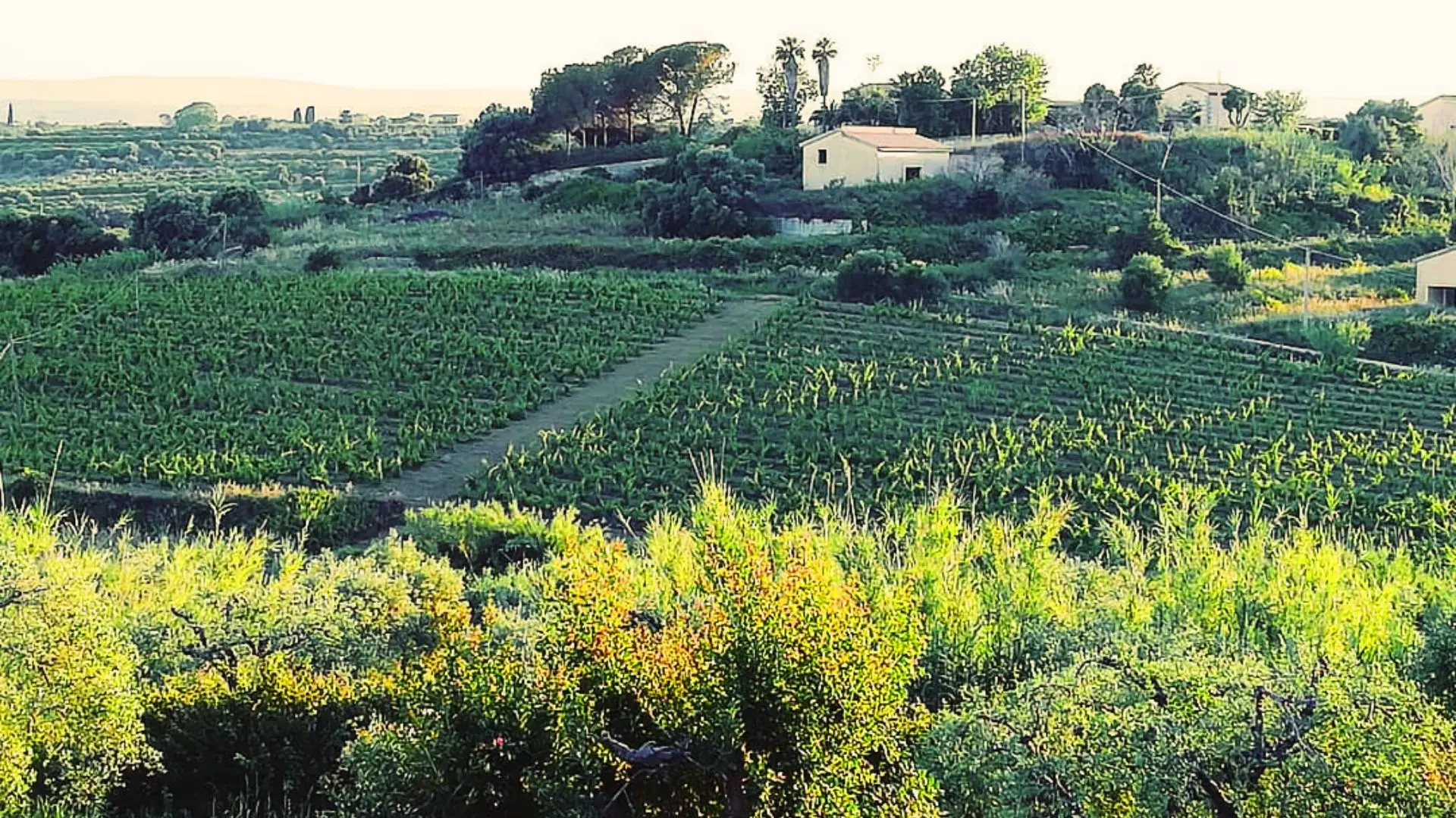 Cantina Fausta Mansio