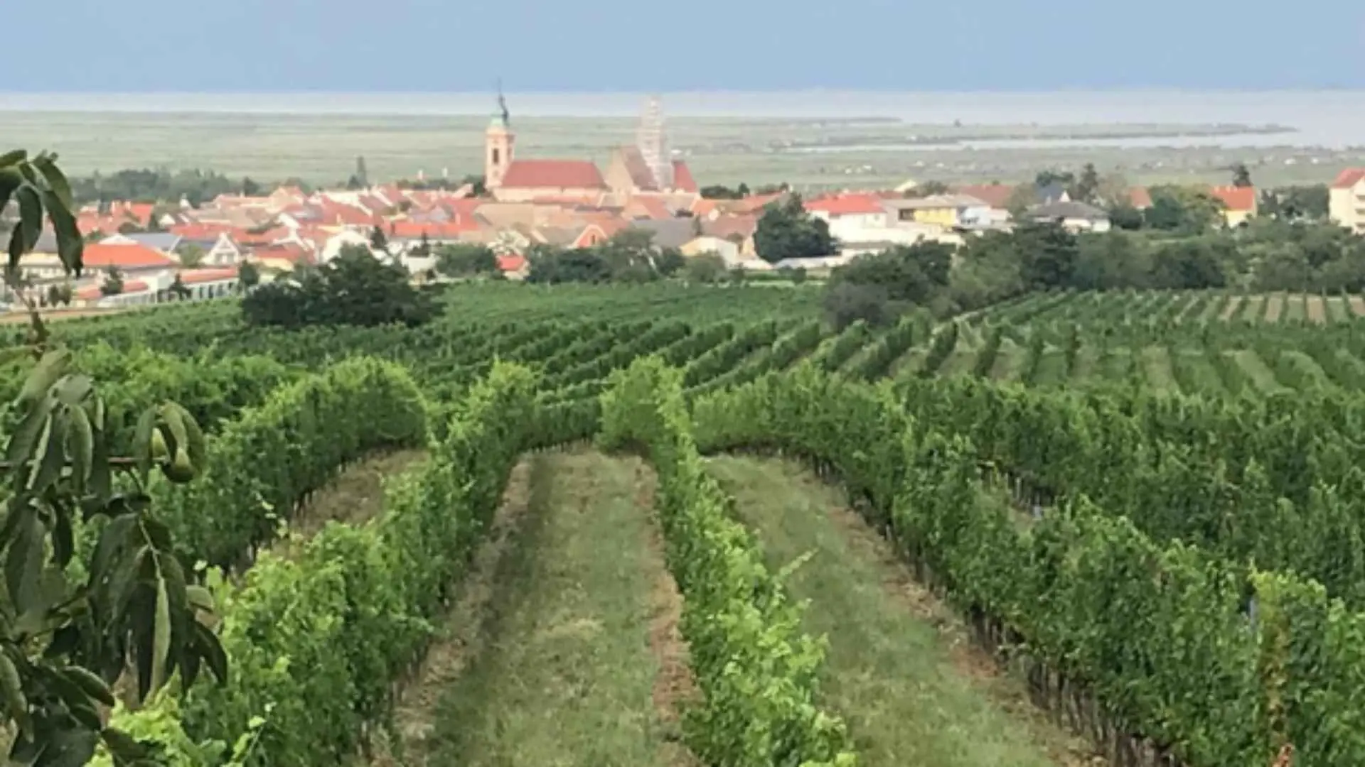 Weingut Peter Schandl