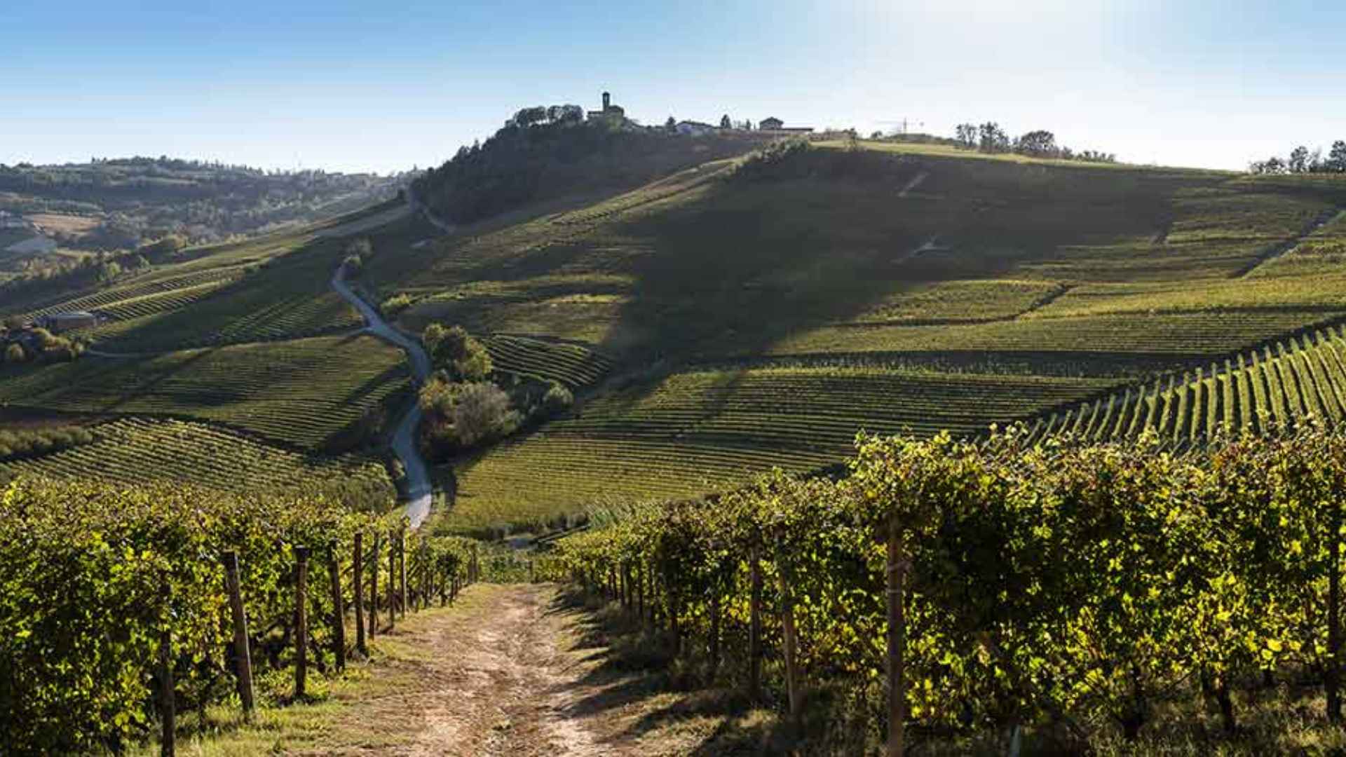 Azienda Agricola Diego Morra