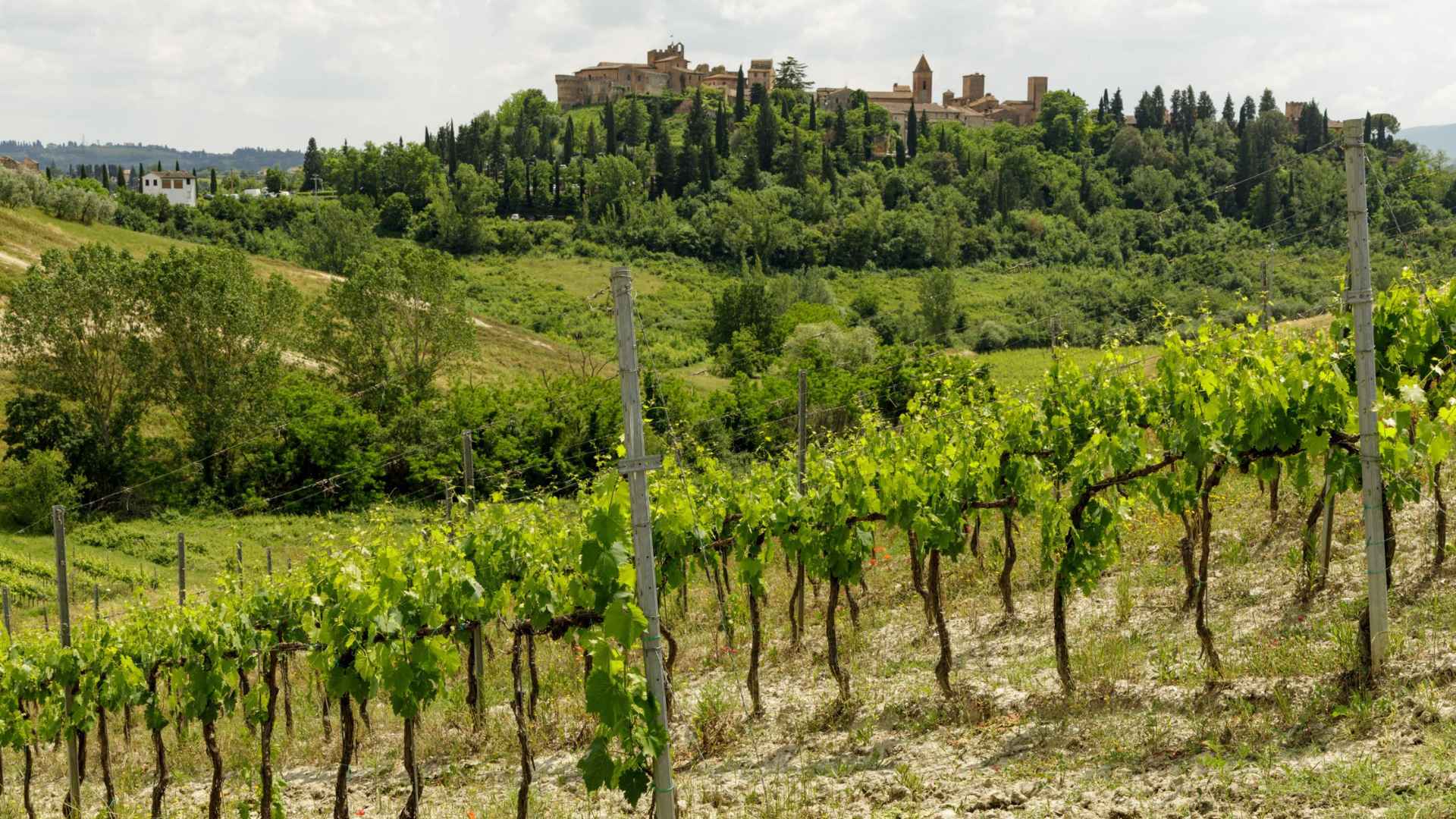 Barsacchi Gori Winery